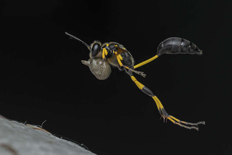 A wasp flying while carrying a spider in its jaws, captured in sharp macro detail against a black background.