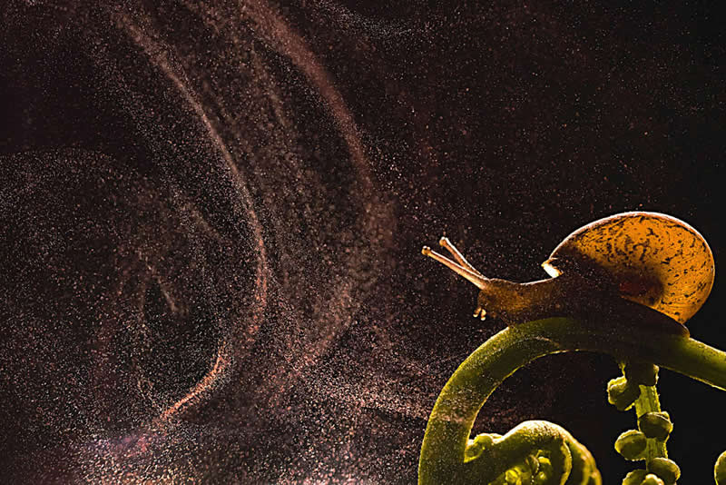 A small snail on a curved plant stem surrounded by floating spores illuminated against a dark background, creating a glowing, dust-like effect.