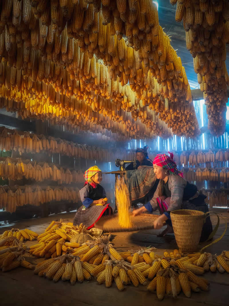 Women working indoors surrounded by hanging corn, processing harvested maize in a warmly lit rural setting with baskets and traditional clothing.