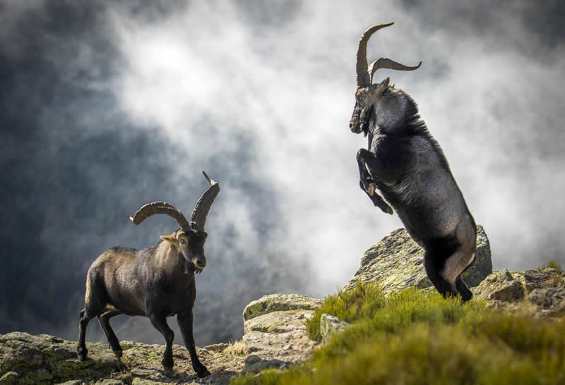 Two mountain ibex fighting on rocky terrain, one rearing up while the other stands firm against a misty mountain background.