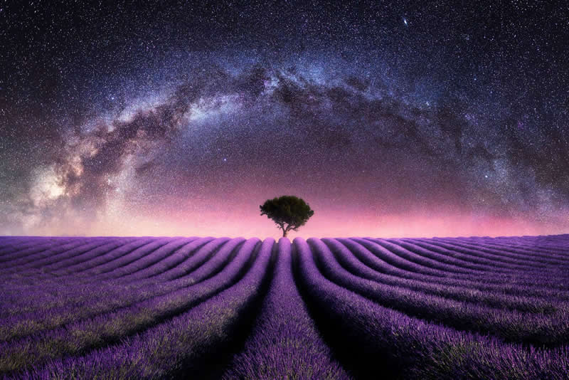 Beyond the Stars: How Mads Peter Iversen Captures the Milky Way Like No One Else 29 A field of lavender stretches out beneath a colorful night sky, where a single tree stands under the arching Milky Way, setting a dramatic and dreamlike mood.
