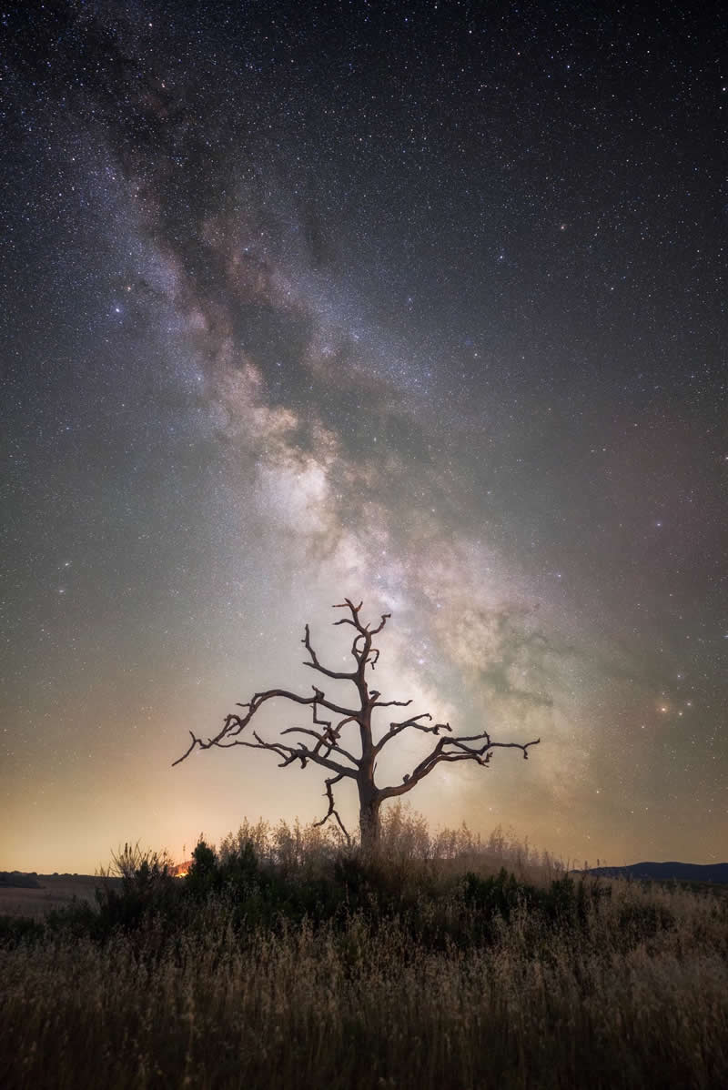 Beyond the Stars: How Mads Peter Iversen Captures the Milky Way Like No One Else 34 Silhouette of a lone tree beneath the Milky Way galaxy with thousands of stars stretching across the night sky above a quiet natural landscape.