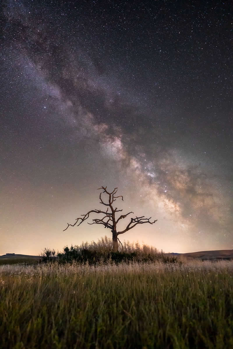 Beyond the Stars: How Mads Peter Iversen Captures the Milky Way Like No One Else 46 Lone tree standing in a grassy field beneath the Milky Way galaxy with thousands of stars glowing across the night sky.