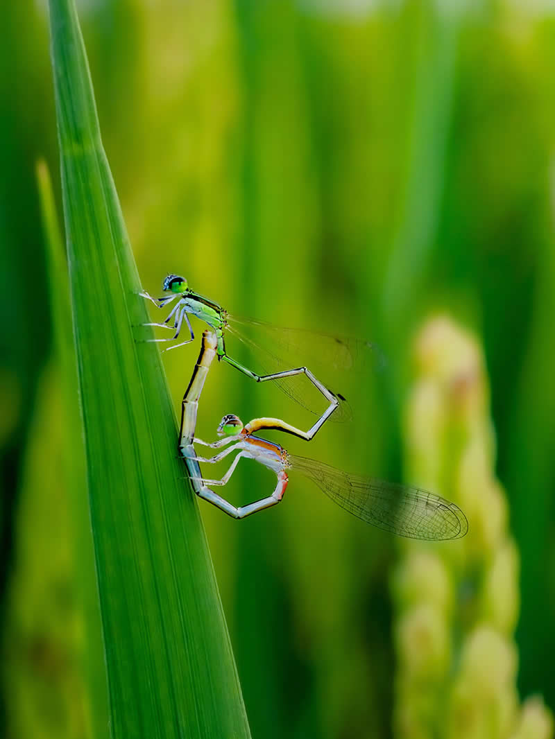 Heart to Heart by Ji Yuan - Mobile Photography Awards Winners