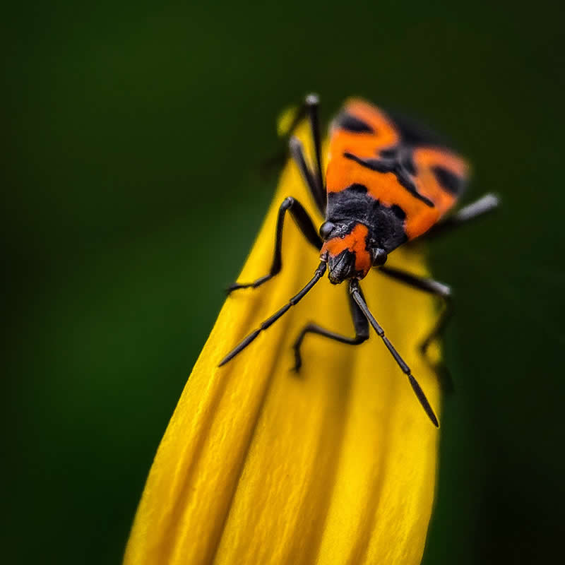 Hello There by Linda Repasky - Mobile Photography Awards Winners