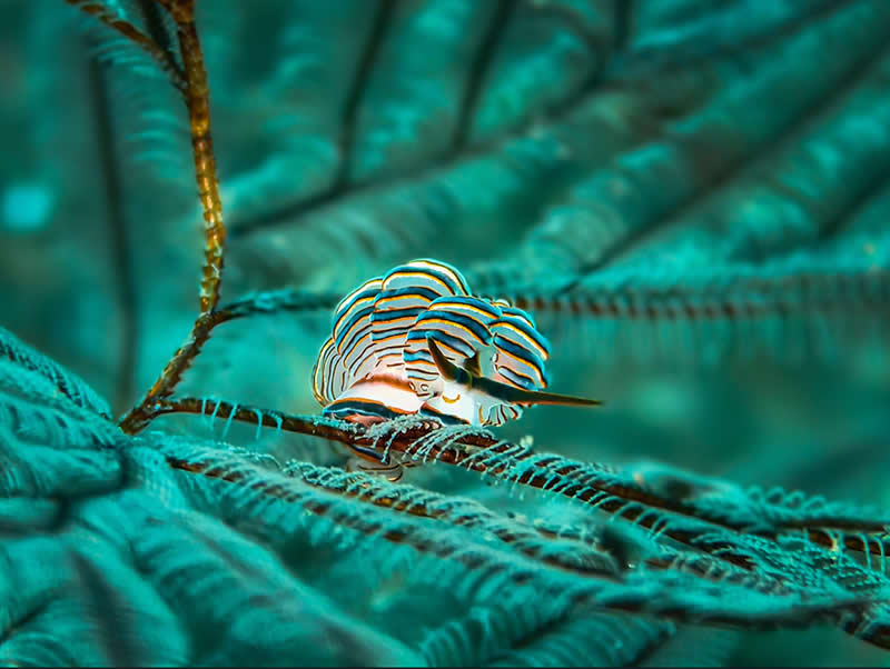 Donut Nudibranch by Zhengjie Wu - Mobile Photography Awards Winners