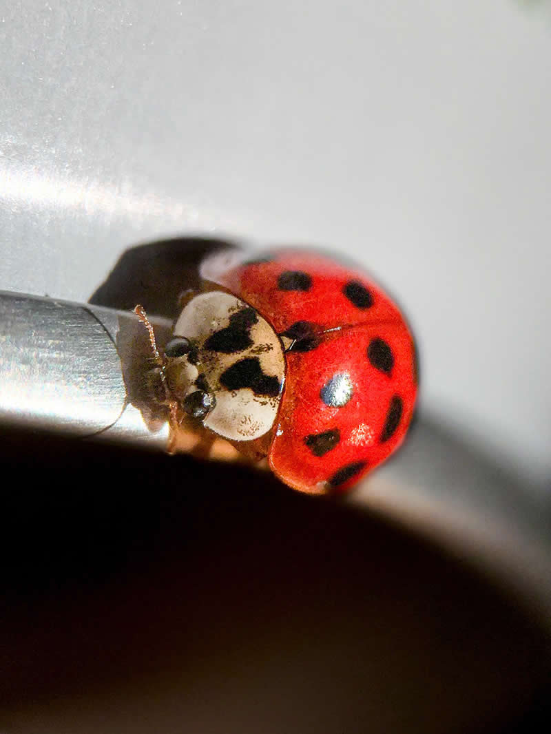 Living on the Edge by Maurice Bakley - Mobile Photography Awards Winners