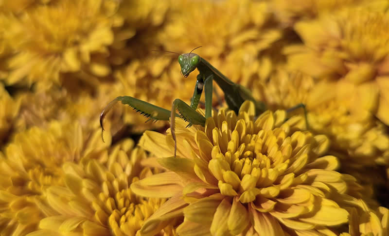 Ambush in the Autumn Bloom by Cerrina Smith - Mobile Photography Awards Winners