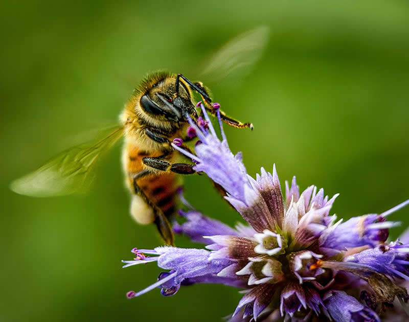 Hungry Bee by Linda Repasky - Mobile Photography Awards Winners