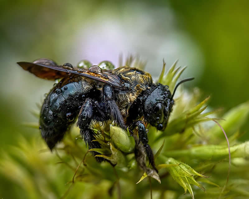 Sleeping Bee by Linda Repasky - Mobile Photography Awards Winners