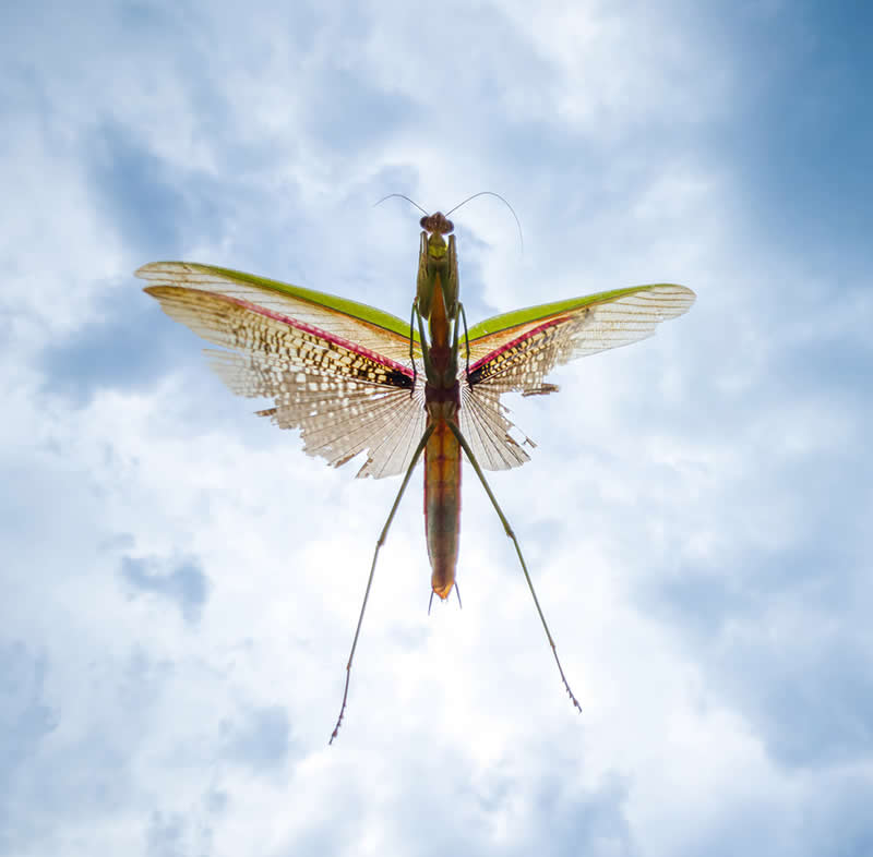 Praying Mantis in the Heavens by Steven Grogin - Mobile Photography Awards Winners