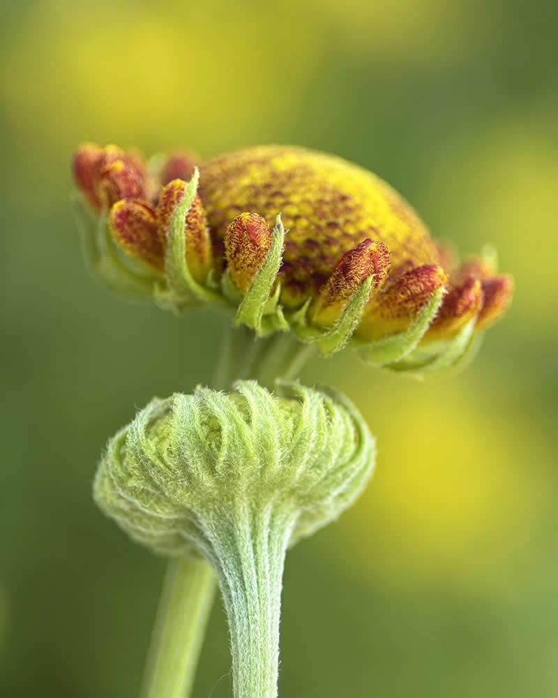 Helenium Buds by Donald Bolak - Mobile Photography Awards Winners