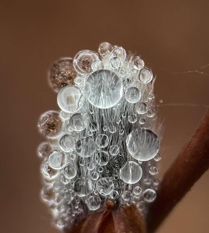 Dewy Pussywillow by Linda Repasky - Mobile Photography Awards Winners