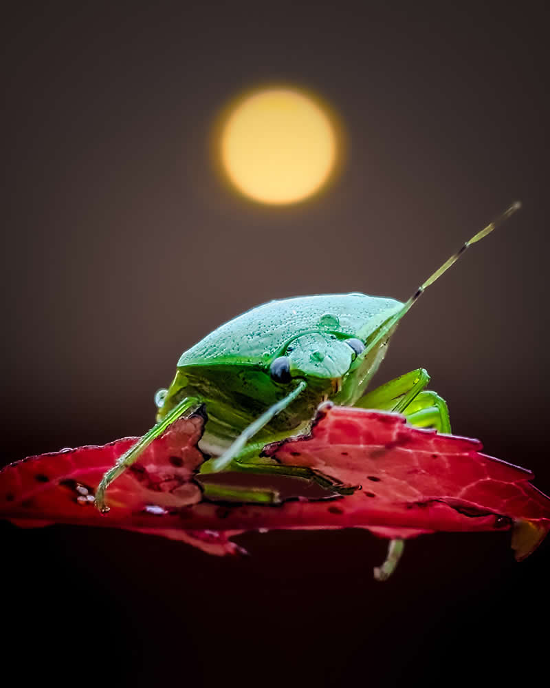 Moonlit Stillness by Uesan Aliace - Mobile Photography Awards Winners