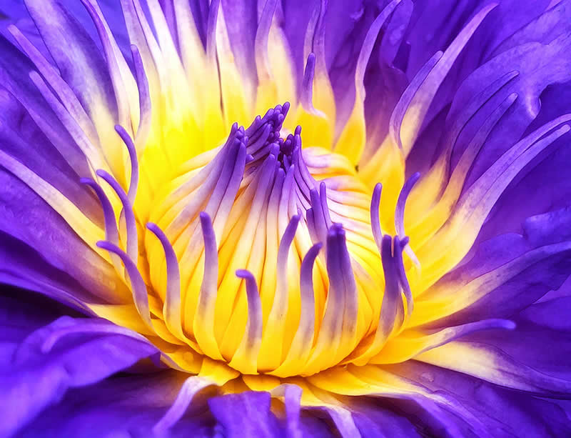 Prismatic Explosion by Charles Needle - Mobile Photography Awards Winners