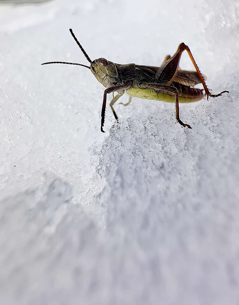 Frosted Journey by Alexander Berger - Mobile Photography Awards Winners