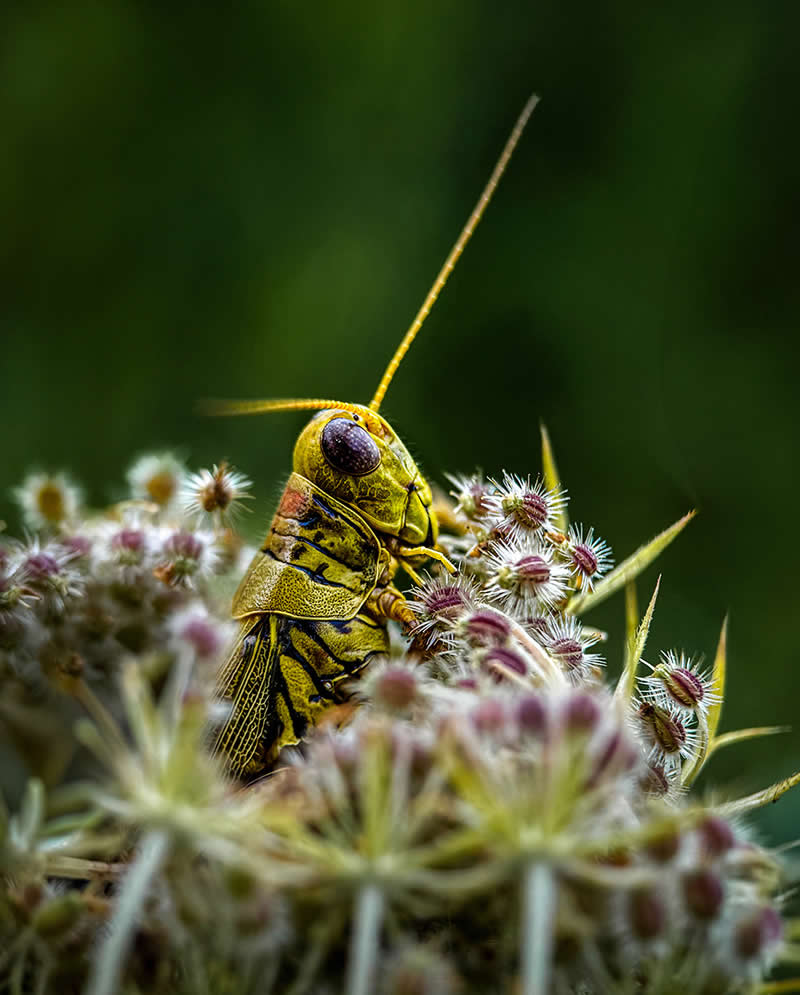 Hanging Out by Linda Repasky - Mobile Photography Awards Winners