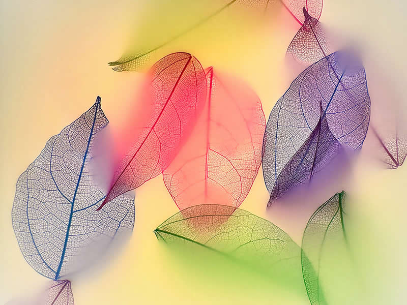 Milk Leaves by Charles Needle - Mobile Photography Awards Winners