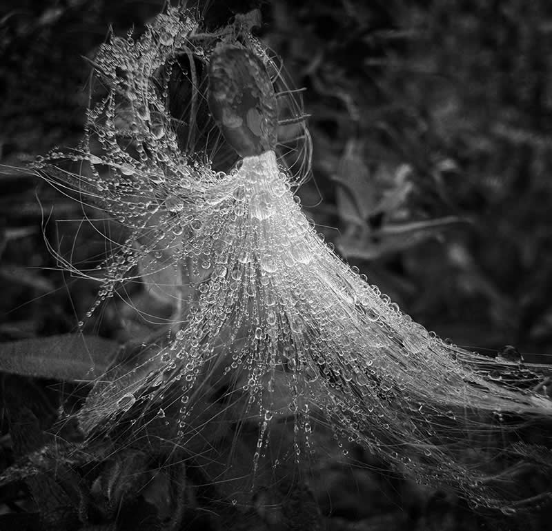 Milkweed Seed by Deborah Kaplan - Mobile Photography Awards Winners