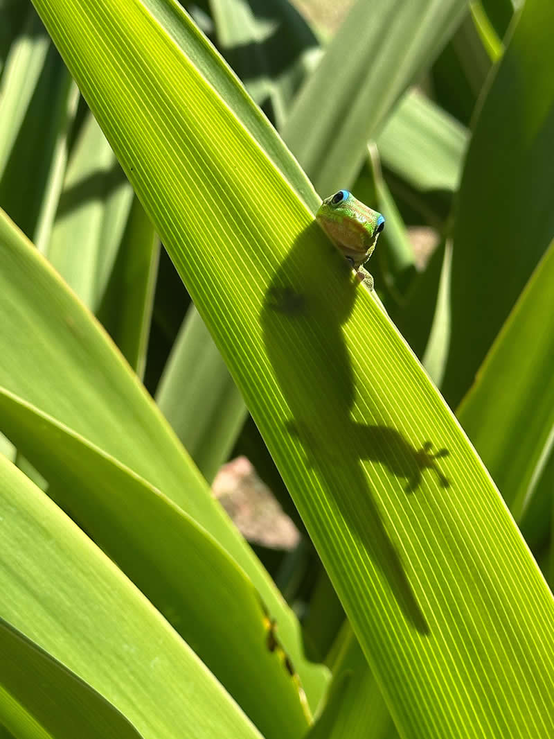 Peekaboo by Deena Berton - Mobile Photography Awards Winners