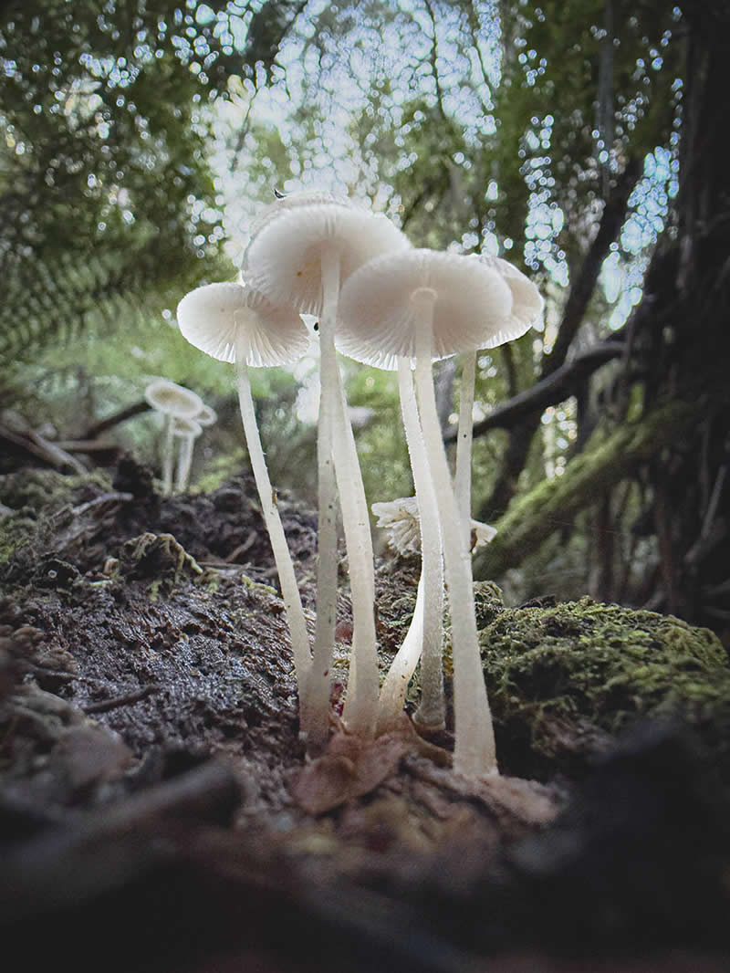 Forest Lanterns by Paddy Chao - Mobile Photography Awards Winners