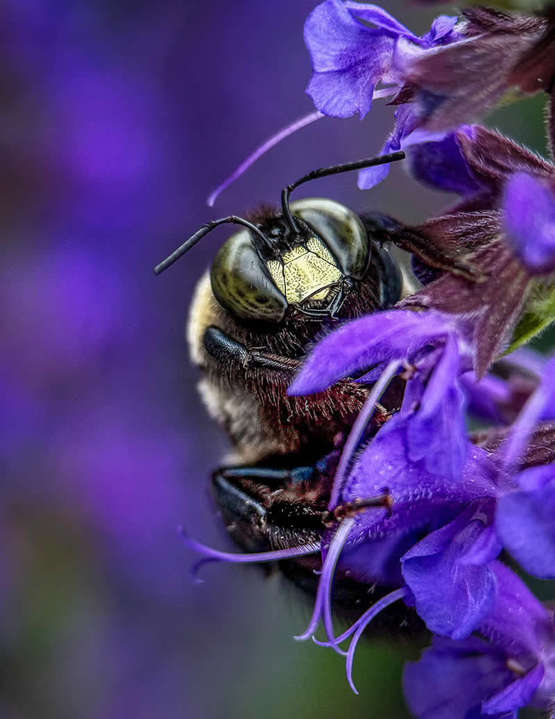 Just Another Pretty Face by Linda Repasky - Mobile Photography Awards Winners