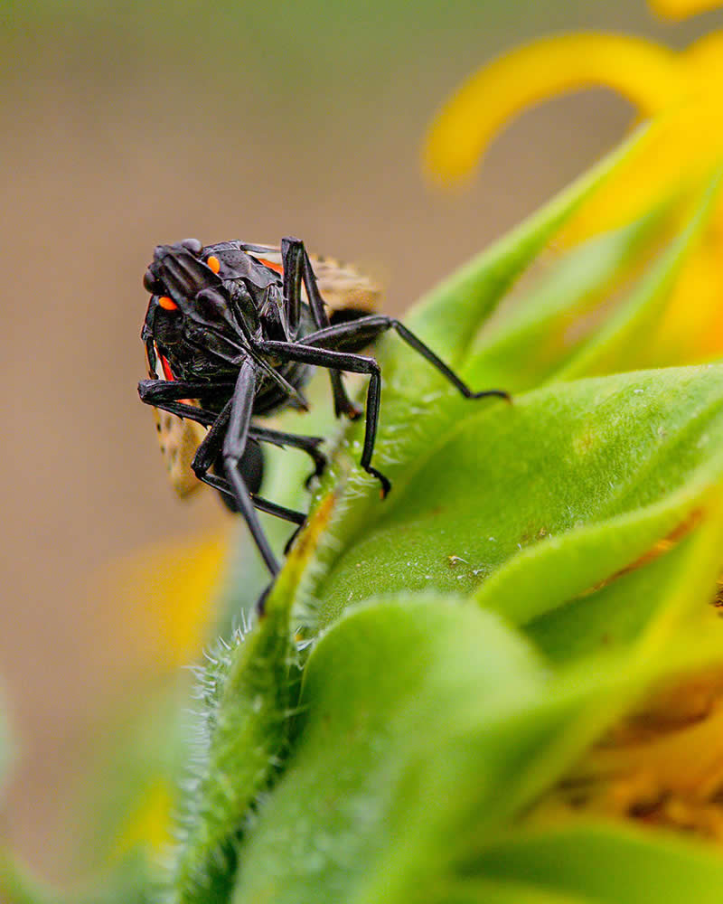 Invader by Maurice Bakley - Mobile Photography Awards Winners