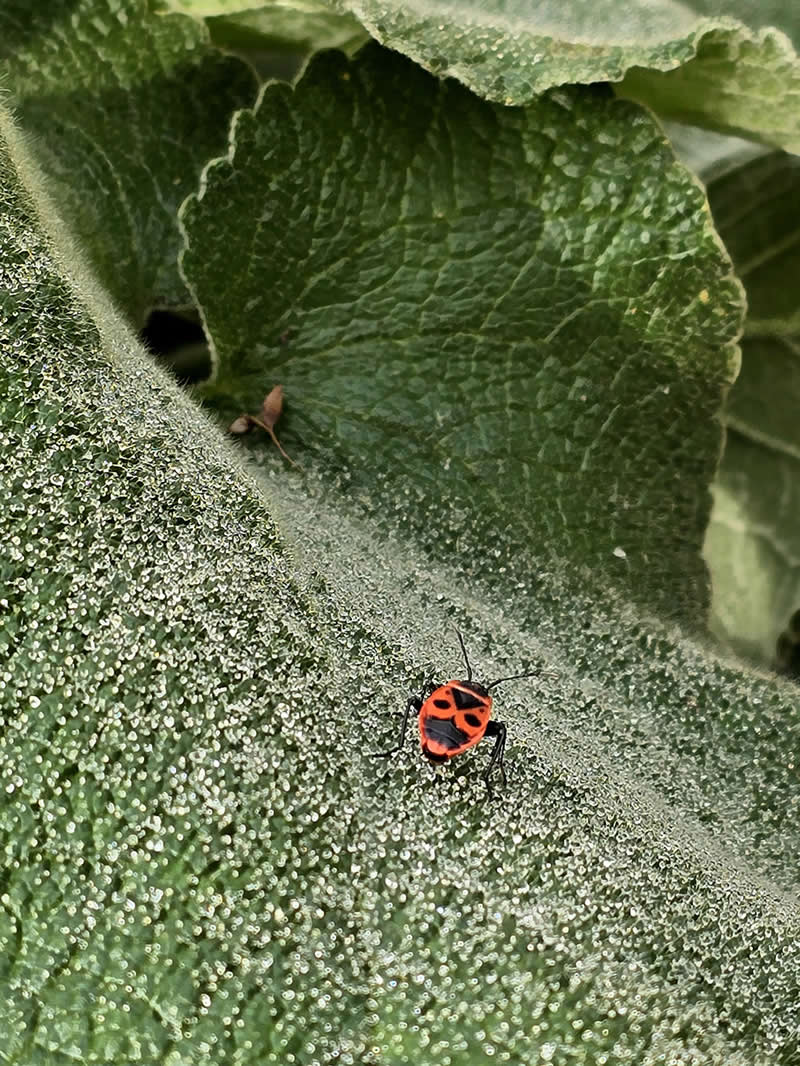 Feuerwanze by Ludmilla Guggisberg - Mobile Photography Awards Winners