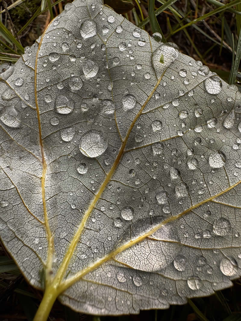 Morning Raindrops by Deborah Kaplan - Mobile Photography Awards Winners