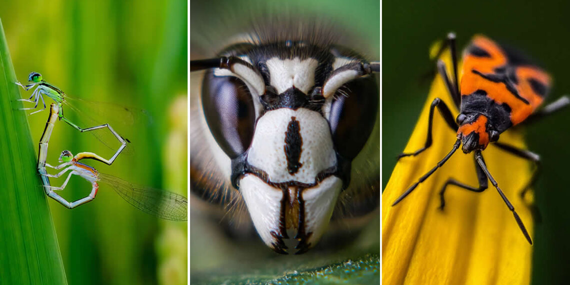 Mobile Photography Awards: 27 Stunning Macro Photo Winners Revealed