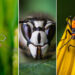 Mobile Photography Awards: 27 Stunning Macro Photo Winners Revealed 73 Mobile Photography Awards: 27 Stunning Macro Photo Winners Revealed