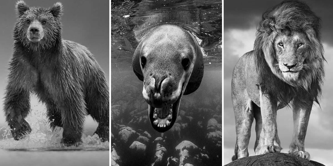 Monochrome Magic: 35 Award-Winning Wildlife Photos in Black & White 36 Monochrome Magic: 35 Award-Winning Wildlife Photos in Black and White