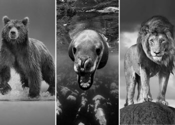 Monochrome Magic: 35 Award-Winning Wildlife Photos in Black and White