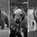 Monochrome Magic: 35 Award-Winning Wildlife Photos in Black and White