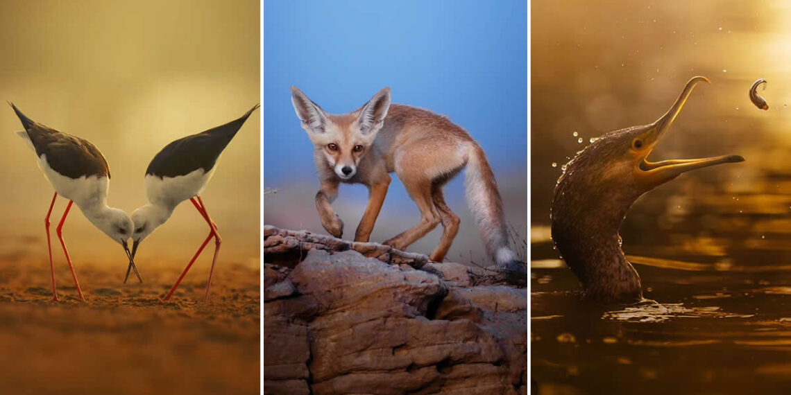 Nachu Seena: From Passion to Powerful Wildlife Photos