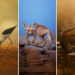 Heart in the Forest: How Nachu Seena Turned Passion into Powerful Wildlife Photography 25 Nachu Seena: From Passion to Powerful Wildlife Photos