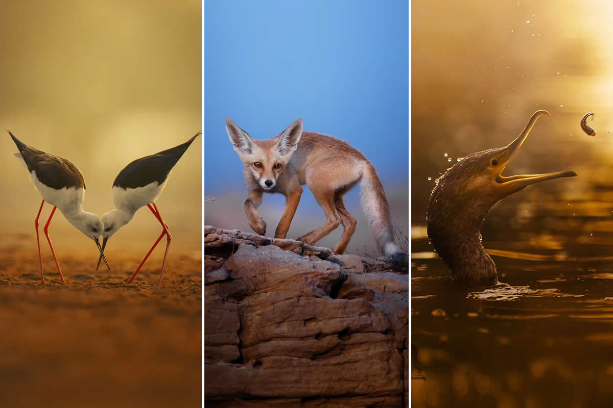 Heart in the Forest: How Nachu Seena Turned Passion into Powerful Wildlife Photography