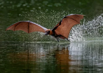 From Birds to Landscapes: Winning Photos From the Nandagang International Photo Competition