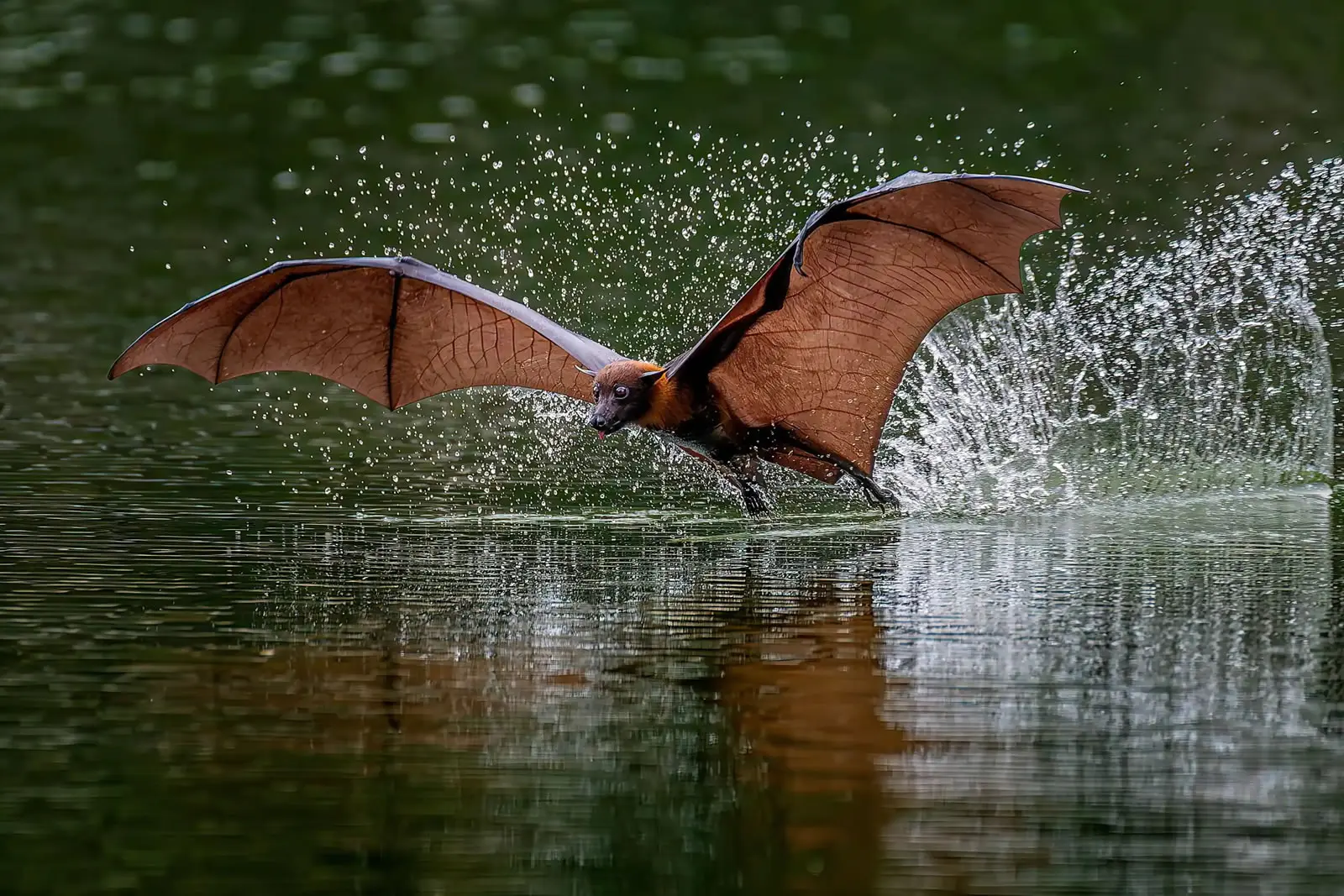 From Birds to Landscapes: Winning Photos From the Nandagang International Photo Competition