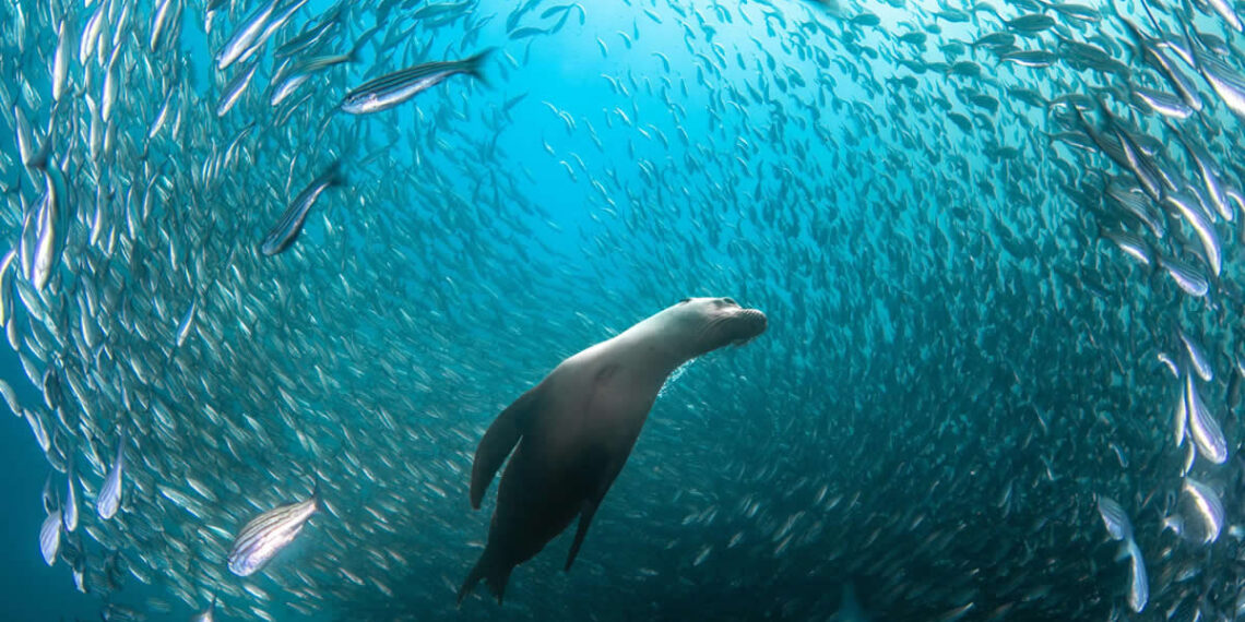 2026 Sony World Photography Awards Winners