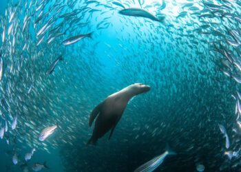 2026 Sony World Photography Awards Winners