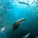2026 Sony World Photography Awards Winners
