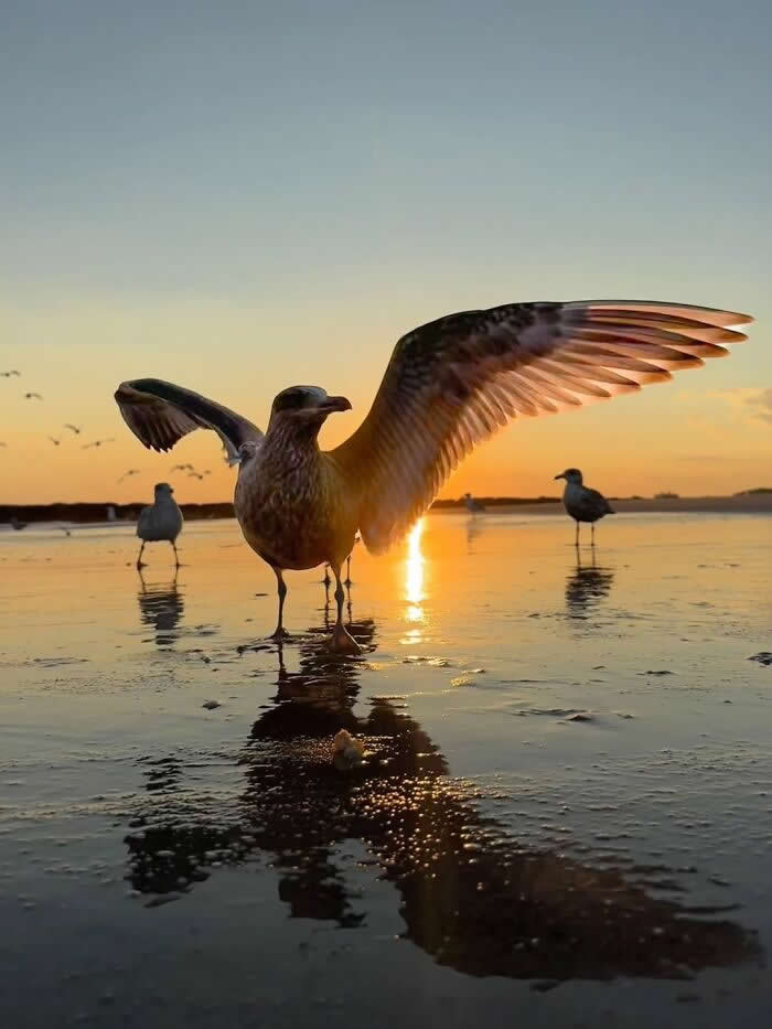 Seagull with wings spread standing on wet beach sand during golden sunset with sun reflection on water and birds in the background creating a dramatic seaside silhouette scene.