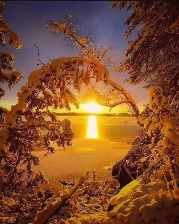 Golden winter sunset framed by snow-covered tree branches overlooking a frozen lake with warm sunlight reflecting across the icy shoreline.