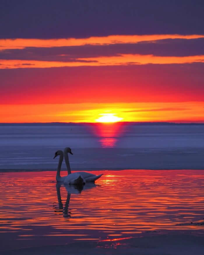 Two swans swimming on calm water during a vibrant red and orange sunset with glowing reflections across the lake at twilight.