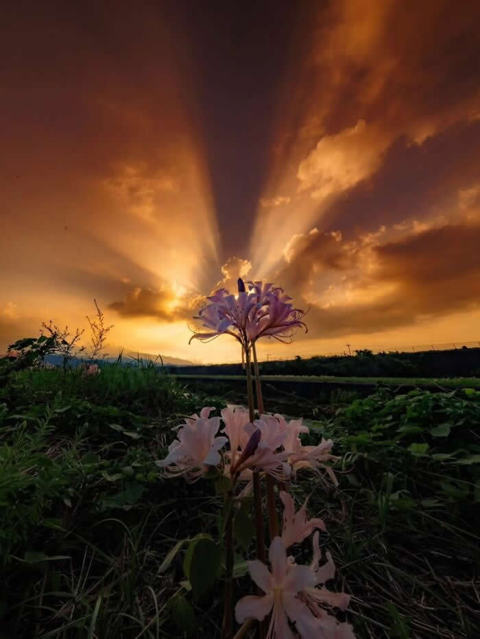 Wildflowers in foreground silhouetted against dramatic golden sunset rays with glowing clouds and warm evening sky over a natural landscape.