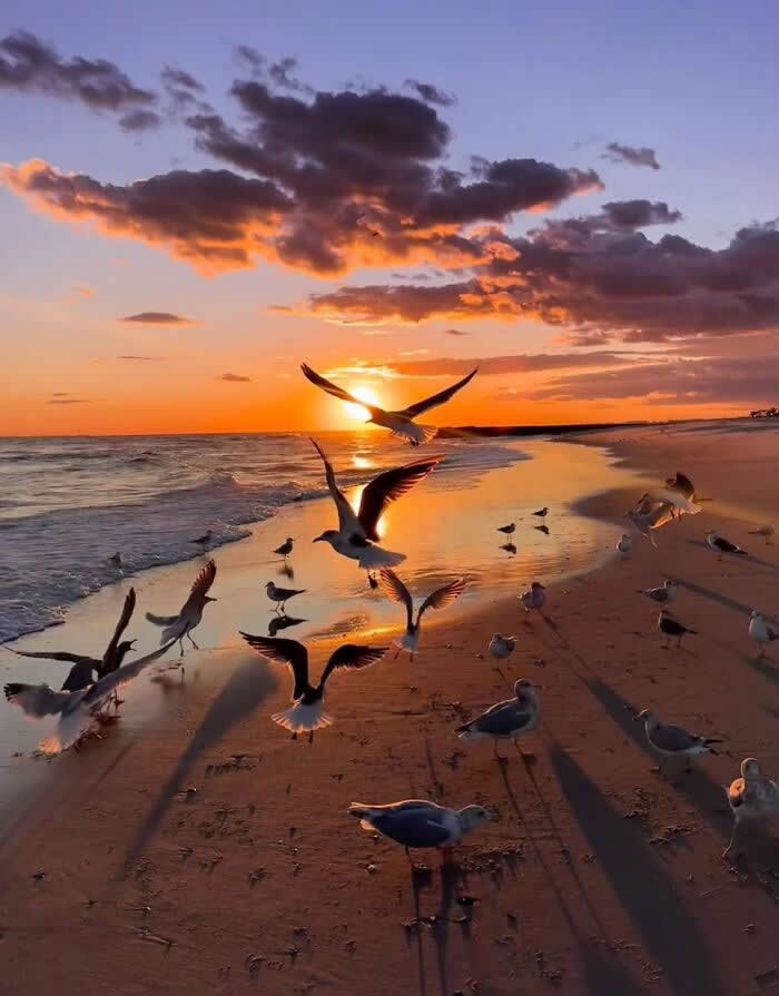 Flock of seagulls flying and standing on a sandy beach during a vibrant golden sunset with ocean waves and glowing sky along the shoreline.
