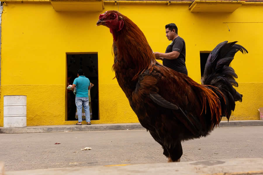 Large rooster in the foreground standing on a street with a bright yellow wall behind, while two men are visible near a doorway, creating a colorful and dynamic street photography scene. - Mexico Street Photography by Tavepong Pratoomwong