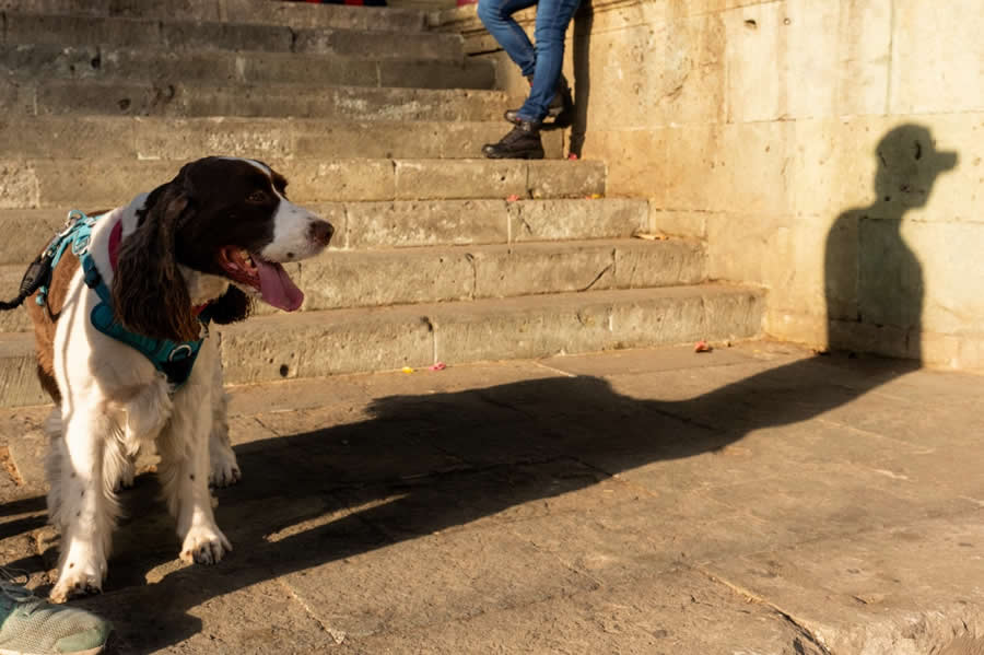 Dog standing on a sunlit street near steps, with a human shadow cast on the wall beside it, creating a visual contrast between the real subject and shadow in a street photography scene. - Mexico Street Photography by Tavepong Pratoomwong