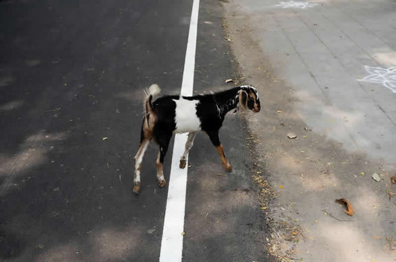 Street photo of a goat walking across a road, perfectly aligned with a white line that splits the frame into two contrasting surfaces.